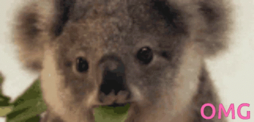 Koala Omg GIF - Koala Omg GIFs