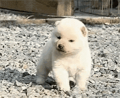 a small white puppy is walking on a gravel road .