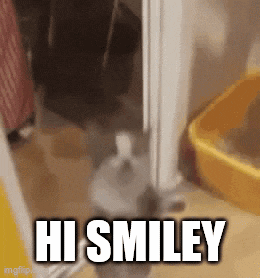 a rabbit is standing in a doorway and says hi smiley