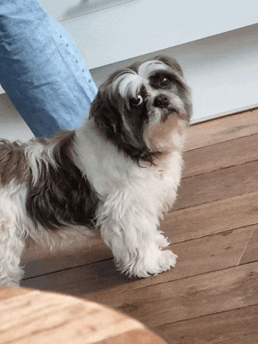 a small brown and white dog standing on a wood floor