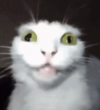 a close up of a white cat with green eyes making a surprised face