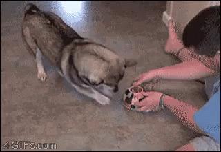 Wait Where Are You? GIF - Dog Play Game GIFs