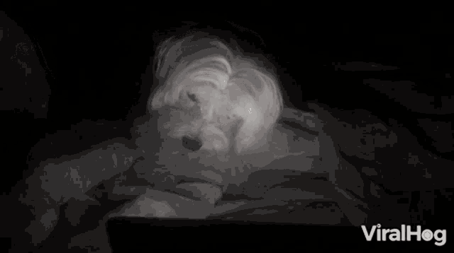 a small white dog is laying on a bed in the dark with the words viralhog in the corner