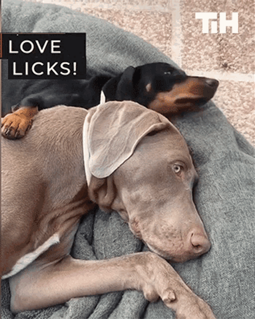 Puppy Dog GIF - Puppy Dog Licking GIFs