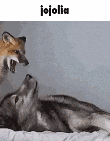 a wolf and a fox are laying on a bed .