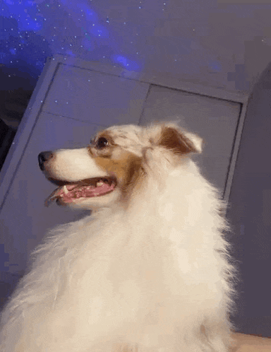 a white and brown dog is sitting on a table with its mouth open and looking up at the sky .