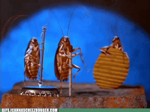a group of cockroaches standing next to each other with the website gifs.icanhascreezburger.com visible in the corner