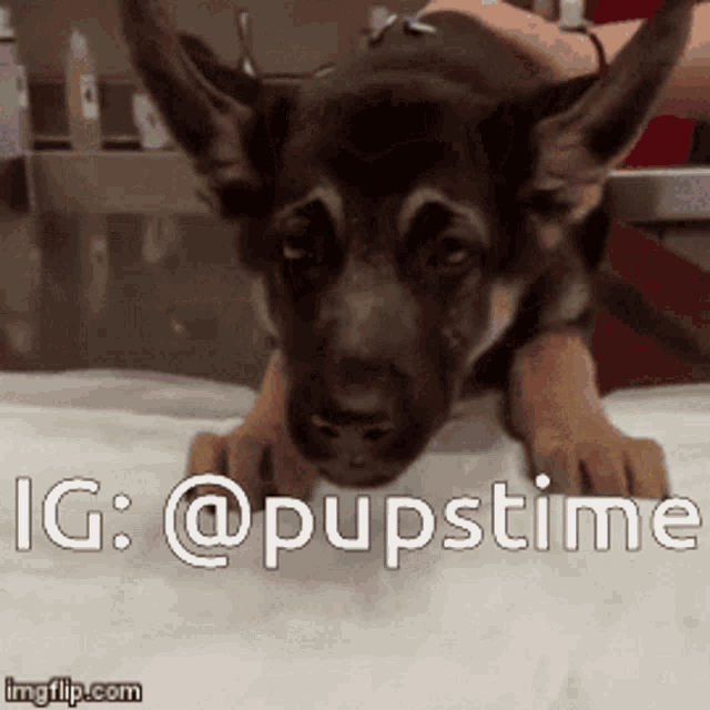 a german shepherd puppy is laying on a bed with the hashtag @pupstime