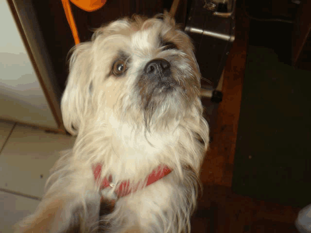 a small white dog with a red collar looks up at the camera