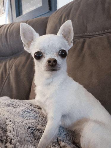 a small white chihuahua laying on a couch looking at the camera