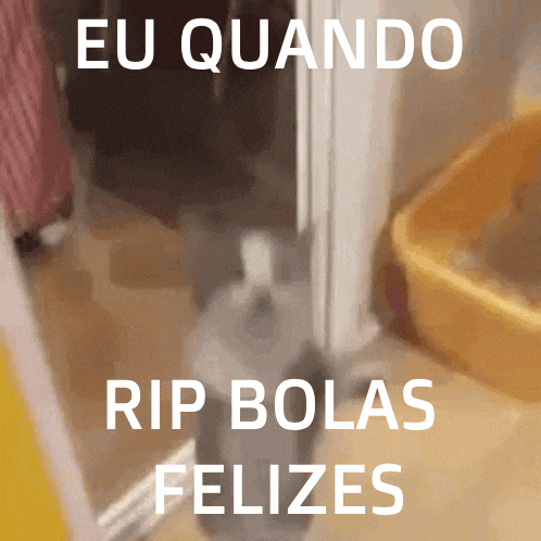 a picture of a cat with the words eu quando rip bolas felizes above it
