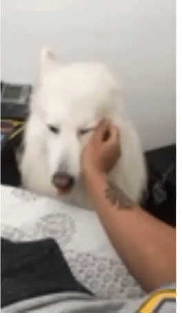 Attention Love GIF - Attention Love Dog GIFs