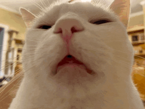 a close up of a white cat making a funny face