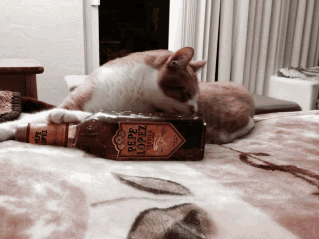 a cat laying on a bed next to a bottle of pepe lopez rum