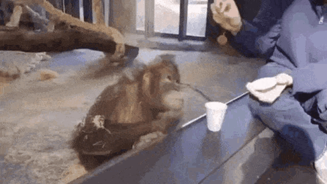Magic Orangutan GIF - Magic Orangutan Ape GIFs