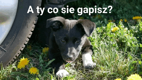 a black puppy laying in the grass with the words a ty co sie gapisz