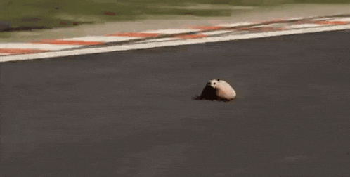 a cat is walking on a race track with a red and white striped barrier .
