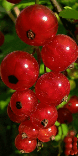 фрукты и ягоды GIF - фрукты и ягоды GIFs