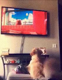 可爱 狗狗 看电视 摇尾巴 GIF