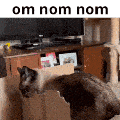 Om Nom Nom Cat GIF - Om Nom Nom Cat Eating GIFs