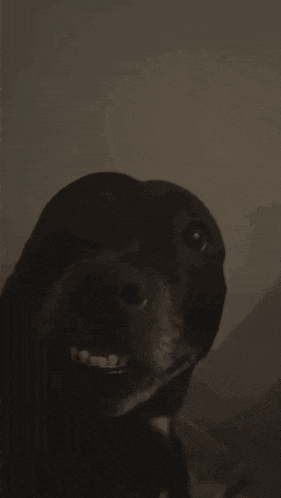 a close up of a person holding a dog with its mouth open