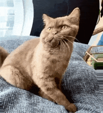 a brown cat is sitting on a blue couch and looking up .
