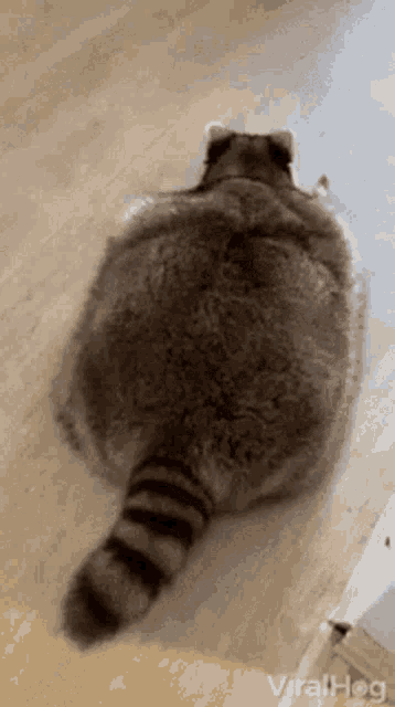 Raccoon Love GIF