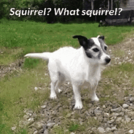 Jack Russell Dog GIF