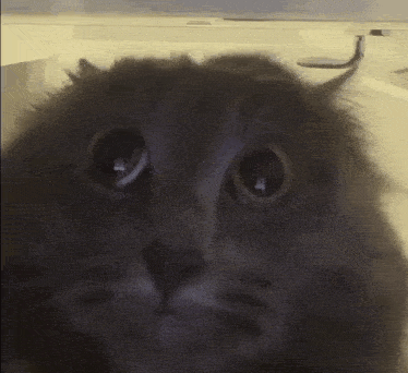 Grey Cat GIF - Grey Cat Cry GIFs