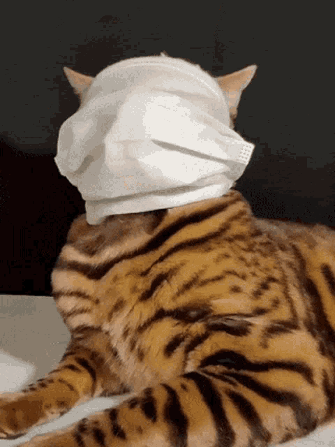 Cat Grumpy Mask Facemask Unhappy Badmood Jfkpost GIF - Cat Grumpy Mask Facemask Unhappy Badmood Jfkpost GIFs