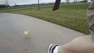The Cute Is Gonna Get You!!!! GIF - Duck Chase Run GIFs