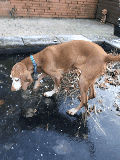 a brown dog wearing a blue collar is standing in a puddle of water