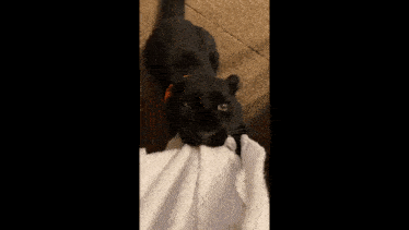a black panther is licking a white towel on a person 's feet .