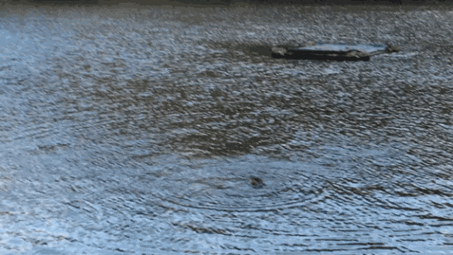 a duck swimming in a body of water with a rock in the background