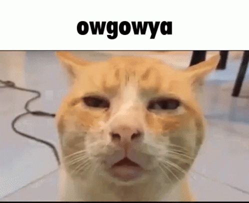 Owgowya Cat GIF - Owgowya Cat Funny Cat GIFs