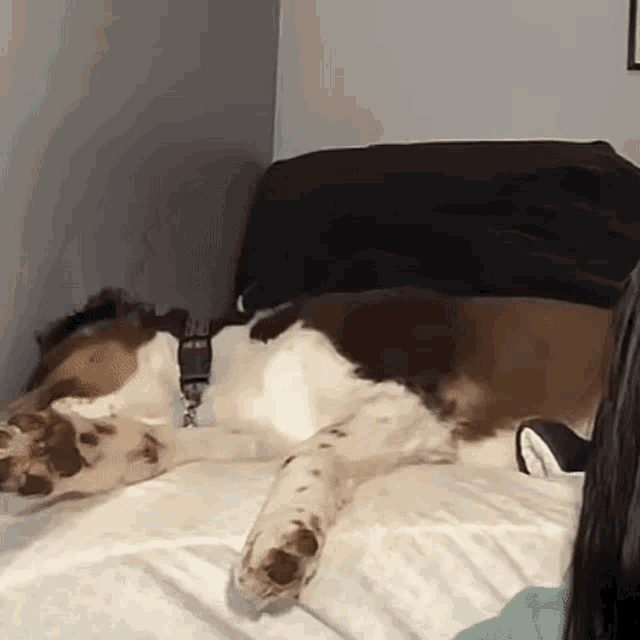 a brown and white dog is laying on a bed with its legs crossed .