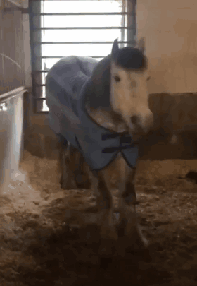 Horse Horse Stretch GIF - Horse Horse Stretch Cute Horse GIFs