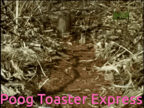 Elephant Shrew Poog Toaster GIF - Elephant Shrew Poog Toaster Poog GIFs
