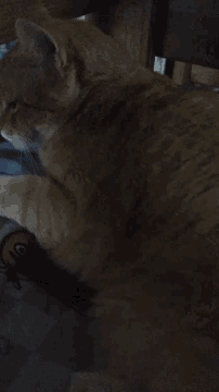 a close up of a cat being petted by a person with a smiley face on it