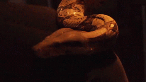 Snake Slithering Cory Wells GIF - Snake Slithering Cory Wells Wildfire Song GIFs