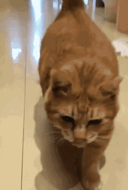 a close up of an orange cat walking on a tiled floor