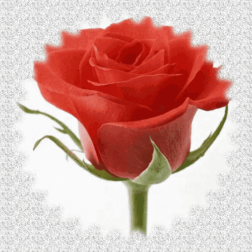 a close up of a red rose with a green stem