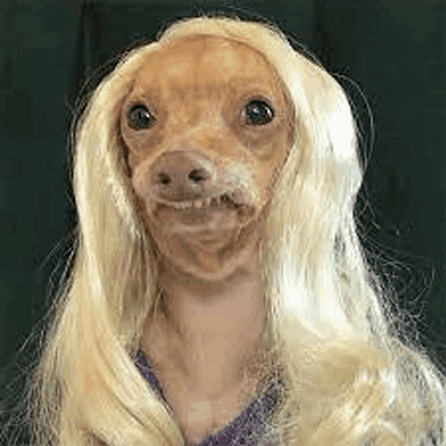 a dog wearing a blonde wig and a purple shirt .