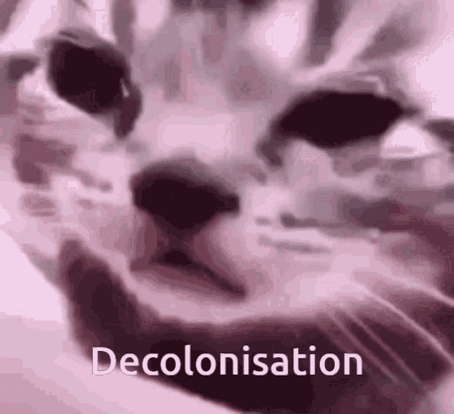 Cat Decolonisation GIF - Cat Decolonisation Sad GIFs