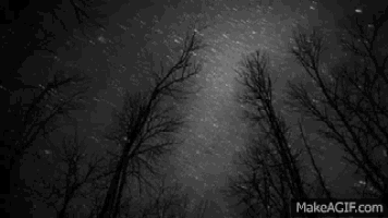 a black and white photo of trees looking up at the stars