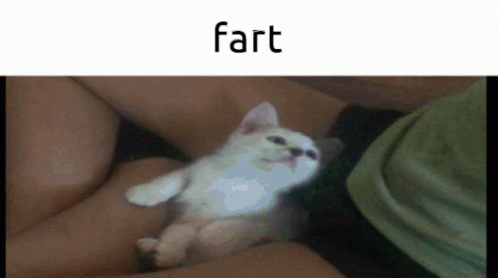 Cat Fart GIF - Cat Fart Troll GIFs