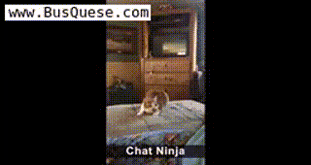 Flying Cats Catches GIF