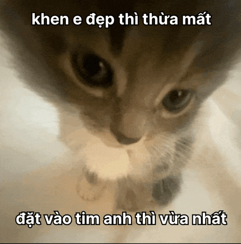 a close up of a cat with a caption that says khen e