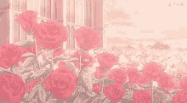 a bunch of red roses growing in front of a window .
