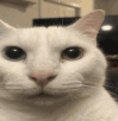 a close up of a white cat looking at the camera with a blurry background .